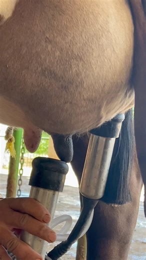 High-Tech Cow Milking Process in American Dairy Farm 🐄