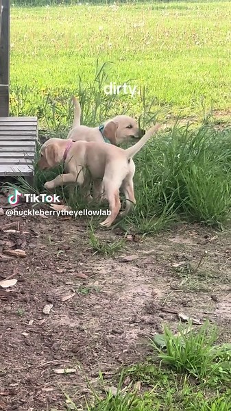 Huck's Life: A Day in the Life of a Spoiled Labrador