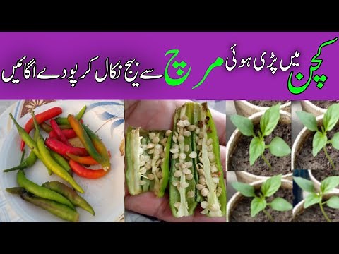Mirch ke paudhe kaise ugaye|how to grow chilli plant at home|mirch se mirch ka paudha kaise lagaye
