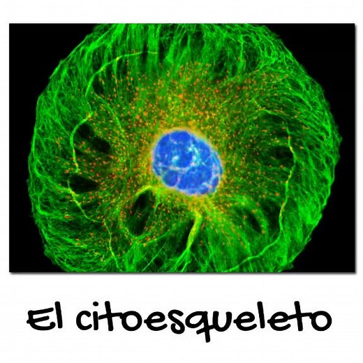 Qué es el Citoesqueleto: Biología y Ciencias Naturales