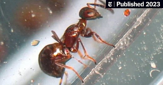 This Tiny Parasitic Wasp Can Drill Through Plastic