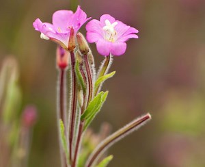 Small Flowered Willow Herb | LoveToKnow Health & Wellness