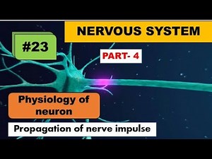 Propagation of nerve impulse