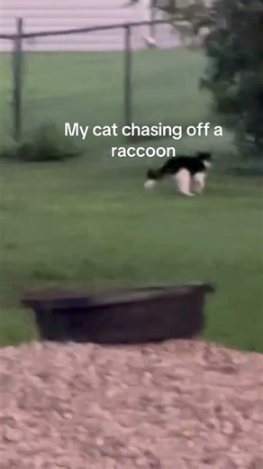 How is my cat chasing off a raccoon