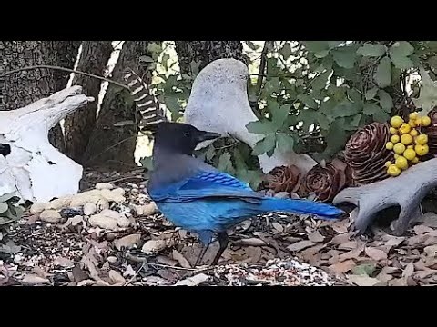 Oak Stand Seed Buffet🐦8 Species! LIVE STREAM REPLAY Descanso, CA California Mountain Bird Feeder