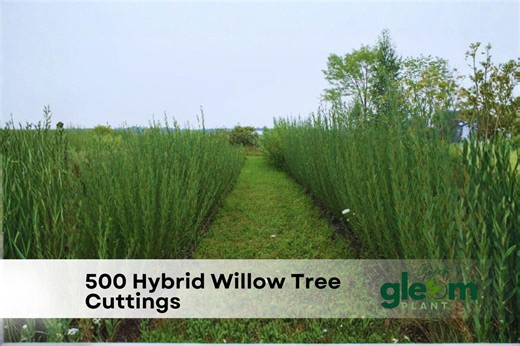 500 Hybrid Willow Tree Cuttings | Fast Growing Privacy Trees - Etsy