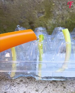 45K views · 114 reactions | Explore our hacks for vegetable growing at home | Tips & Tricks | Facebook