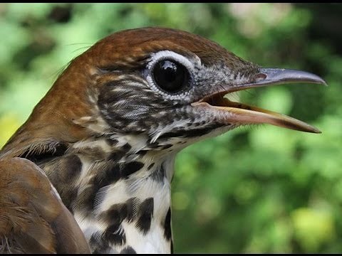 A Beautiful Songbird: The Wood Thrush, HD