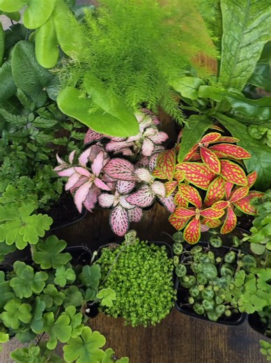 Expanded Terrarium Plant Range for Small Spaces