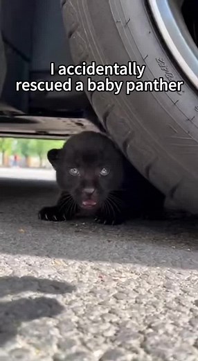 Inspiring Animal Rescue Stories