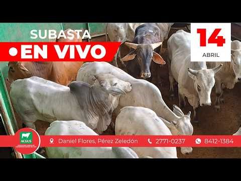 🟥🟥SUBASTA GANADERA N° 1954 | Viernes 17 de abril del 2026🟥🟥