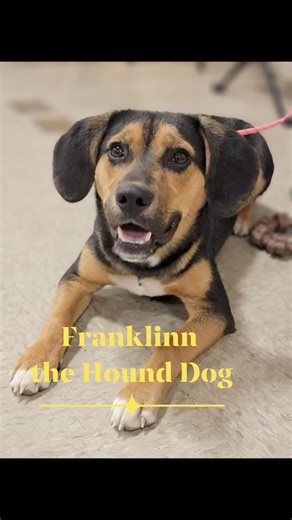 12K views · 96 reactions | Franklinn is a 9 month old beagle mix available for adoption thru Noah's Hope Animal Rescue. Noah's Hope Animal Rescue Adoption application link https://form.jotform.com/50308432400137 | Noah's Hope Animal Rescue | Facebook