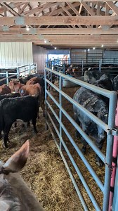 1.5K views · 138 reactions | It takes a smooth operating team to coordinate and load and unload 500 cows while keeping the the horse show running on time. Some people don't realize how much goes on behind the scenes of a horse show. | Billy Yoder Horsemanship | Facebook