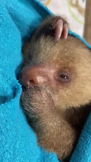 so adorable baby sloth | I Love Sloth