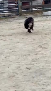 9.8K views · 734 reactions | Adoptable Apollo is your daily reminder to please vote ❤️How is this short stack nugget not adopted yet?!?!?!  https://www.shelterchallenge.com/shelterchallenge/Shelter/Detail/1121398?fbclid=IwAR2PIegHgdrgKDiK7I3TCY6G3MONV3huRgbthctcGa1bQJxz8SSSy9X9MDA | Speranza Animal Rescue | Facebook