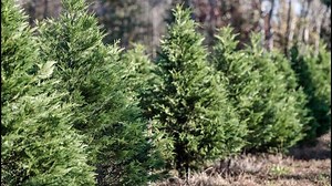 Hampton Roads tree farms: Where to cut your own or buy fresh cut