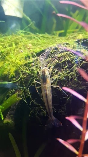 Why EVERY Aquarium Needs Amano Shrimp
