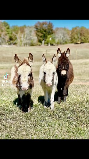 52 reactions | Micro Minis in the drove y’all ! Butch, Tootsie and Tank. #smallbutmighty #micromini #microminidonkey #mymotherlovesme #tiktikboom #babydonkeys #minidonkeysofinstagram | Cypress Farm Registered Miniature Donkeys | Facebook