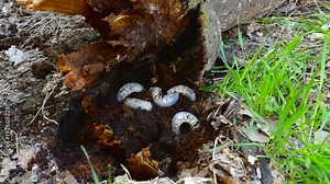 Bark beetle larvae under a broken rotten tree