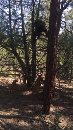 Exploring Bear Dogs in the Wild West