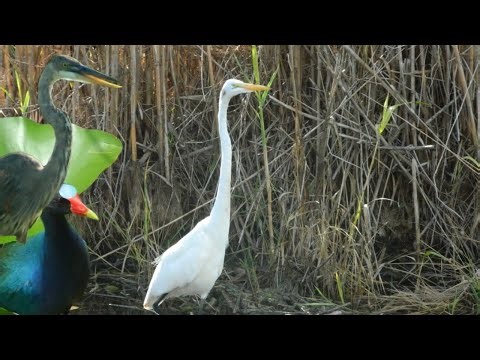 Birding the Anhinga Trail in Everglades National Park, Florida