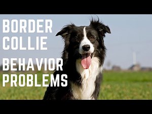Border Collie behavior and Border collie behavior problems