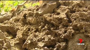 A program to eradicate yellow crazy ants will expand its work at the end of this month. www.7News.com.au #7News | 7NEWS Cairns