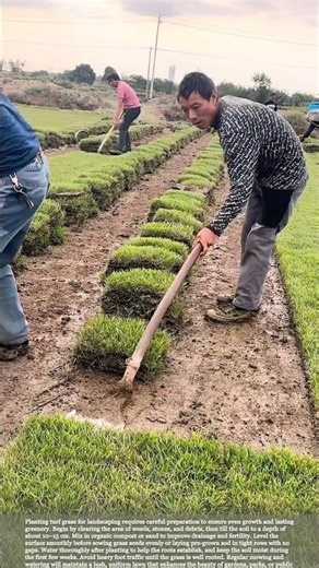 How to Plant Turf Grass for a Beautiful, Even Lawn #gardeningtips #garden