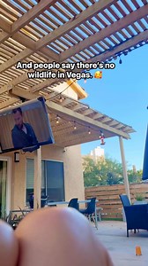 Get a hummingbird feeder, you won’t regret it. | Las Vegas