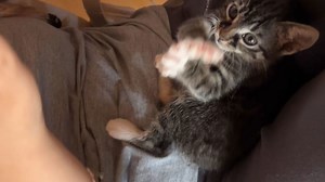 Playful cat copies each clap her human makes