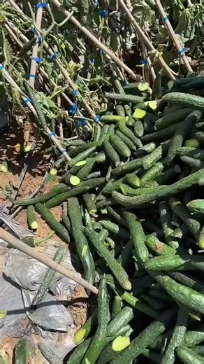 Instagram video by Knowledge Wala Shorts • Dec 15, 2025 at 9:33 PM