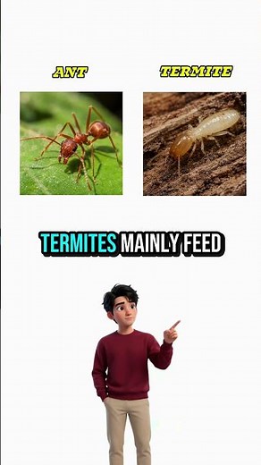 Ant vs Termite | What's the Difference?