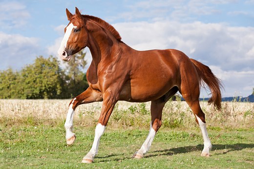 How To Tell Sorrel Horses Apart From Red Roans and Chestnuts