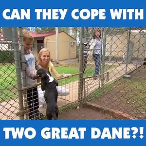 Dr. Lisa Chimes visits a family who are considering adopting two GREAT DANE PUPS as their first-ever pet... Having their hands full is an understatement! 😅 | Bondi Vet