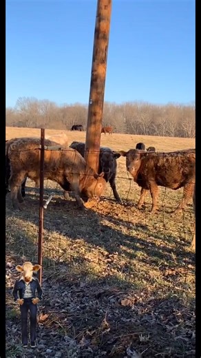 New scratching post installed by our utility company! 🤗 #cattle #calves #foryou #countrylifeatheart #cattlefarmersoftiktok #fyp | Haydn House