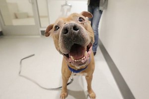 106K views · 1.7K shares | **EDIT: ADOPTED!!** NEW YORK, NY: Meet...