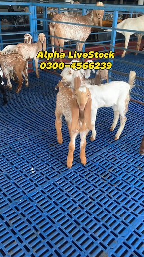 3.7K reactions · 171 shares | Healthy and Active Goats Kids For Sale...