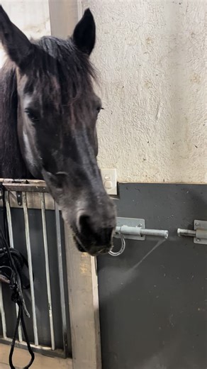 Handsome boys #silverlegacystables #wasilla #alaska #horsesontiktok