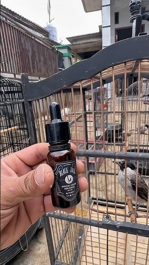 Black Jack is very good for birds to make them sing #birds #kicaumania #shorts #kicaumania