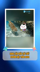 2.9M views · 60K reactions | Lại là bọn mèo cam!!! #pet #dongvat #giaitri #xuhuongreels #thucung | Jun88 Đảo Thú Cưng | Facebook