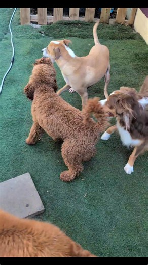 Sound on 🔊 All bark, 0% bite 😂 #thebarkinglot #doggydaycare #funnydogs #playtimefun | The Barking Lot