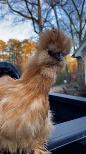 Goodmorning 🥰 | The Chicken Hill