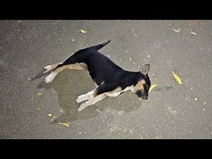 After 2 months of healing, brain injured puppy will heal your heart.