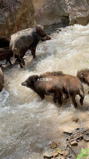 Awesome Wild Boar Walks Through Waterfall 🐗 #warthog #pig #boar #hog #viral #animals #wildlife