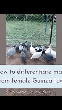 How to differentiate male from female Guinea fowl