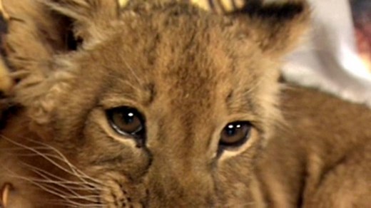 Comparing wild cats and domestic cats
