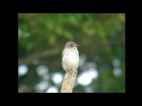 エゾビタキ（2）鳴き声あり - Grey-streaked Flycatcher - Wild Bird - 野鳥 動画図鑑