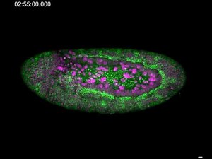 ショウジョウバエの胚発生／Two color time lapse movie of Drosophila embryo