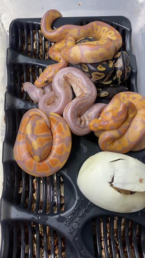 2.5K views · 75 reactions | Pretty sure that middle one is a worlds first 欄 | Ball Pythons 101 | Facebook