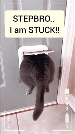 STEPBRO I AM STUCK!!! #shorts #memes